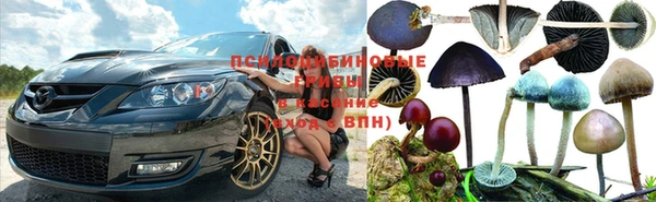 шишки Арсеньев